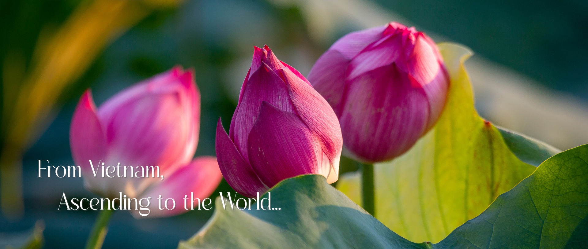 Background_Cover_Website